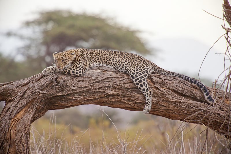 African Safari